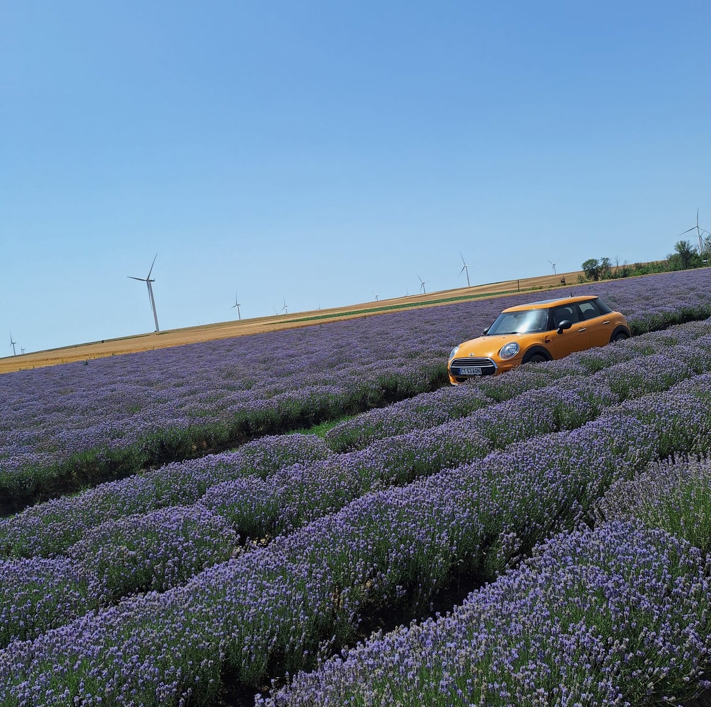 Ulei de lavanda - angro