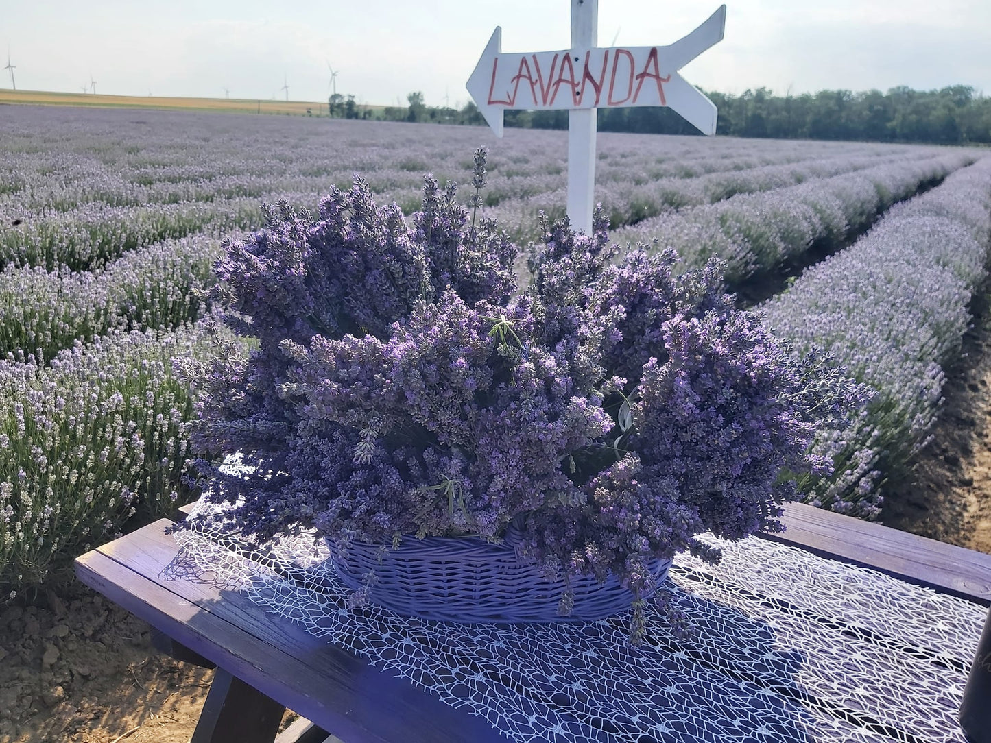 Ulei de lavanda - angro